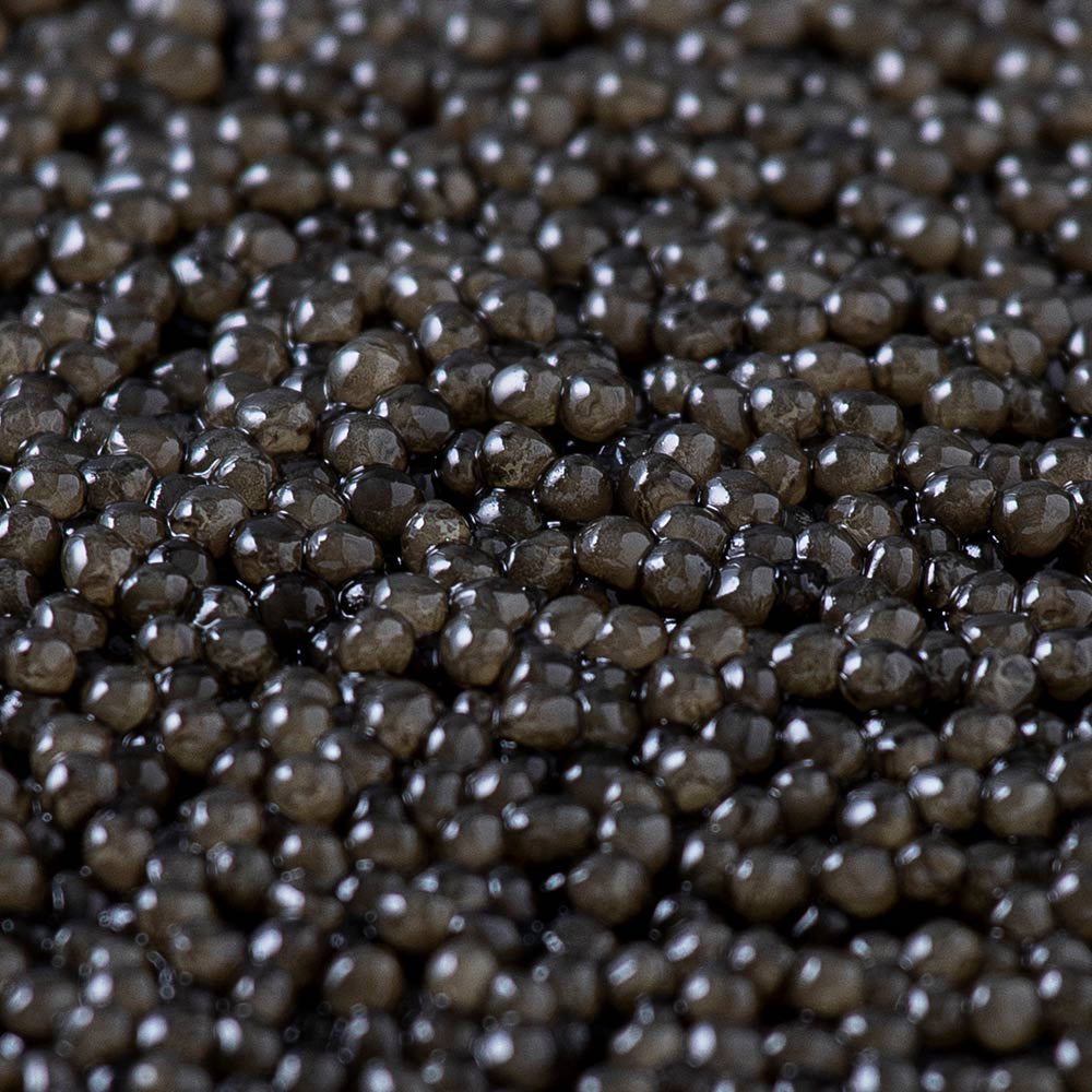 Caviar Sevruga Steluga® Royal